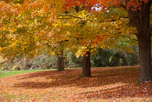 Three_Trees_Fall_08583.jpg - "Three Maples" - Maples in Fall in Vermont.