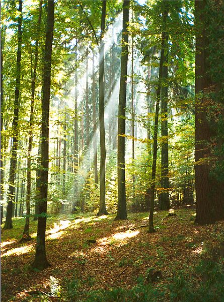 Woods_German2.jpg - "Catherdral Forest" light filtering through the trees, Black Forest, Germany