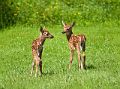 Fawns_08677