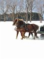 Horses_Shelburne_162_Portrait