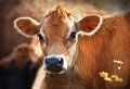 Jersey_Cow_00842