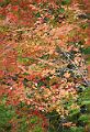 Orange_Leaves_Acadia_201410113380