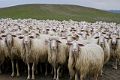 Sheep_Italy_03884