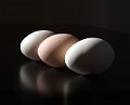 Three_Eggs_3346