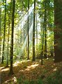 Woods_German2