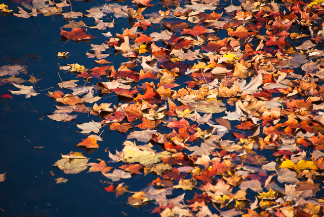 Floating Leaves 1528.jpg