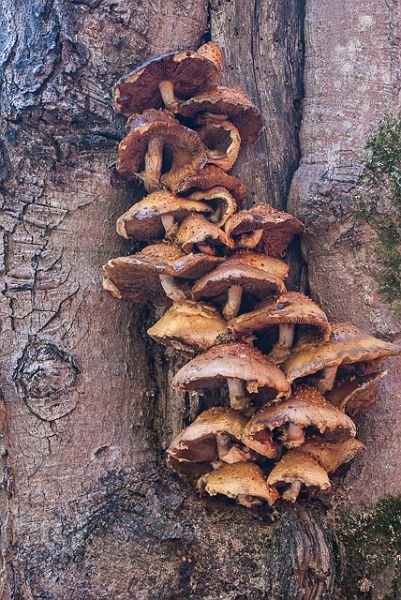Mushroom Family Tree 4866.jpg
