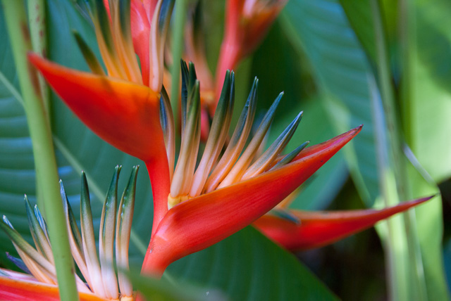 Red Bird of Paradise 8926 Puerto Rico.jpg