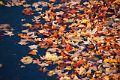 Floating Leaves 1528