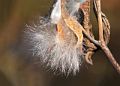 Milkweed Pod 1531
