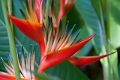 Red Bird of Paradise 8926 Puerto Rico