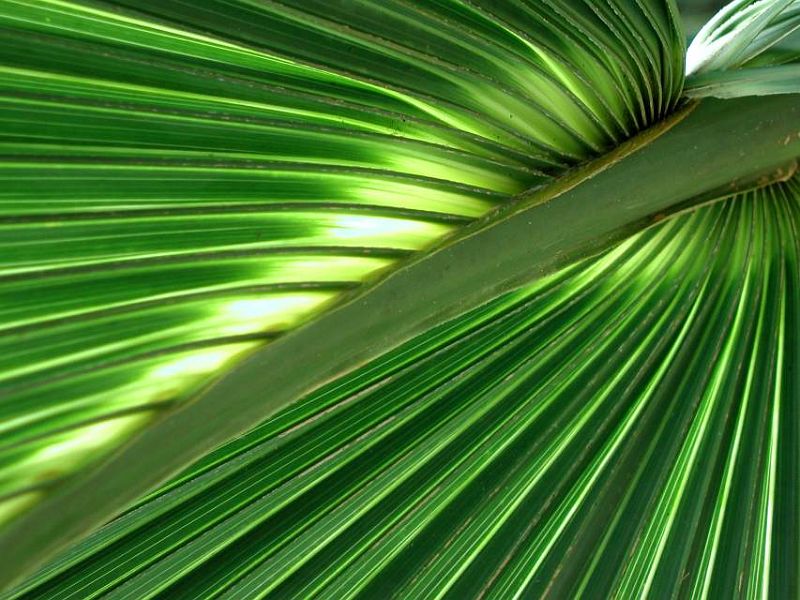 FL-FanPalm-w.jpg - #0321_Palm Leaves, Florida.