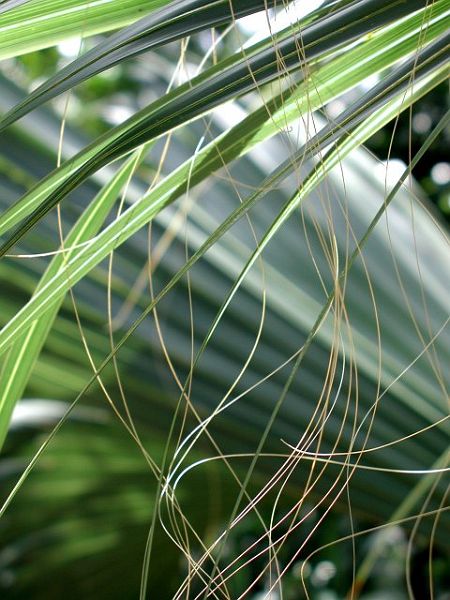 FL-Palm Leaves-w.jpg - #0320_Palm Leaves, Florida.