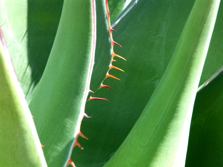 Aloe-PICT5240c-w.jpg - #0317_Aloe Plant - near Tucson, AZ