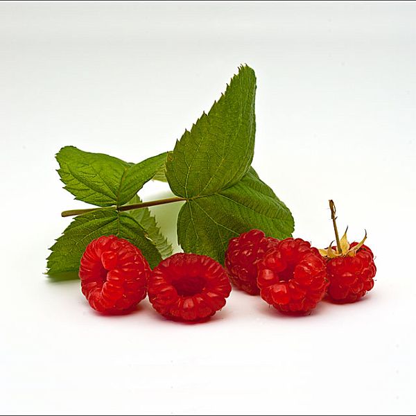 Raspberries_DSC9928.jpg - #0310_The last of our raspberries - August 2010