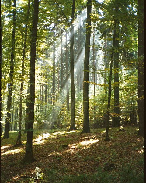 WoodsGermany1-w.jpg - #0318_Woods in Germany