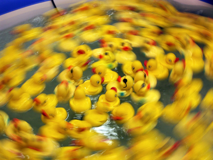 YellowpickupducksPICT0221-w.jpg - #0315_Pick-up-ducks at Champlain Valley Exposition, Essex Junction, Vermont.  2006
