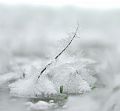 Ice-grass-blade-w