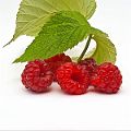 Raspberries_DSC9892
