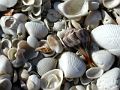 SeaShells-1-w