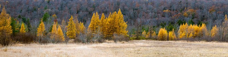 November Brown (Tamarack Trees) Bristol, Vermont 4896.jpg - #0327_Tamarack Trees losing their needles in Fall off Rt 116 just north of Bristol.  Sunset highlighting trees.
