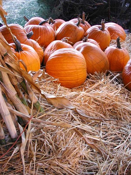 Calif-Pumpkins-w.jpg - #0170_Pumpkins