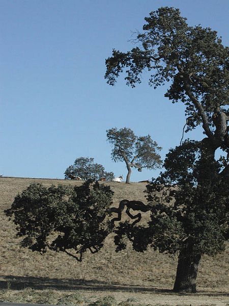 Calif-bull-070-dogedbull-w.jpg - #0213_Trees & Bull, California.