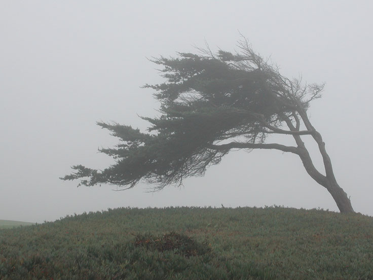 Calif-windswept-tree034-w.jpg - #0204_Wind Swept Tree, Pebble Beach,  California.