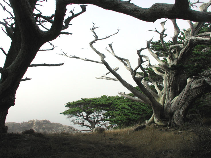 Monterey-tree-1b-w.jpg - #0208_Monterey Tree - Los Lobos Park, CA.