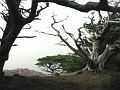 Monterey-tree-1b-w