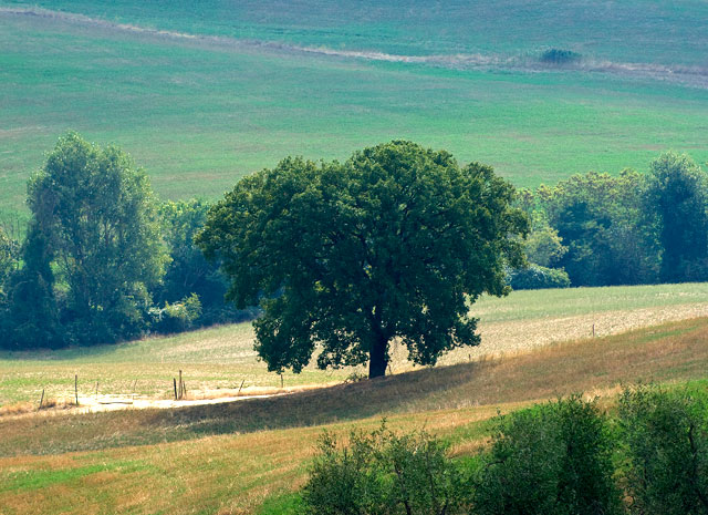 Tree_DSC06181.jpg - #0230_Lone Tree, Pienza, Italy.