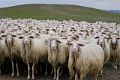 Sheep_DSC03884