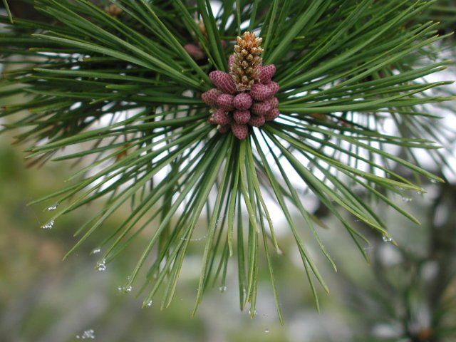 PineNeedles-dew-w.JPG - #0258_Dew on Pine Needles, Acadia National Park, Maine.