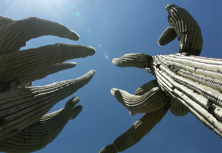 Cacti-PICT5547-c-w.jpg - #0201_Tall Catcus:  Captured this image while hiking in a National Park just north of Tucson, New Mexico.