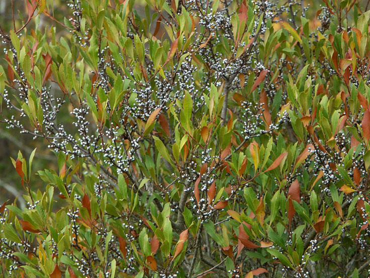 BayBerry-PICT1526-w.jpg - #0269_Bayberry,  Chincoteaque Bay, Maryland