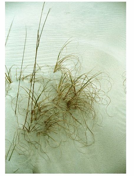BeachGrassNC-w.jpg - #0268_Beach Grass, Ocracoke, NC.
