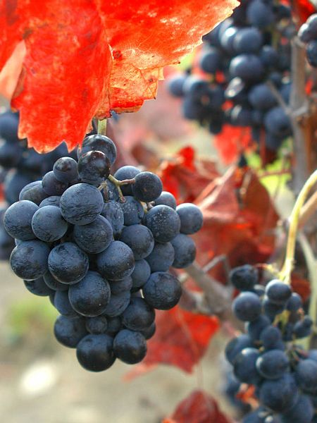 Calif-grapes-070-w.jpg - #0214_Fall Grapes:  Pinot Noir grapes, bursting with promises of good food and friends, captured in the Russian River Valley wine country of California, Fall of 2003.