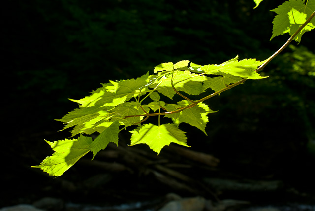 Green_Maple_Leaves_00098.jpg