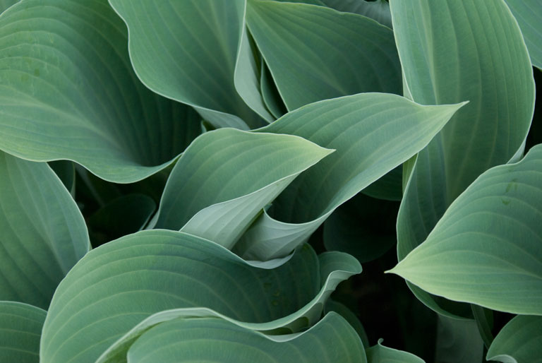 Hosta_DSC08595.jpg - #0266_Hosta, Underhill, Vermont.