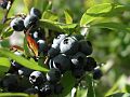 Blueberries-w