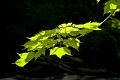 Green_Maple_Leaves_00098