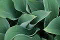 Hosta_DSC08595