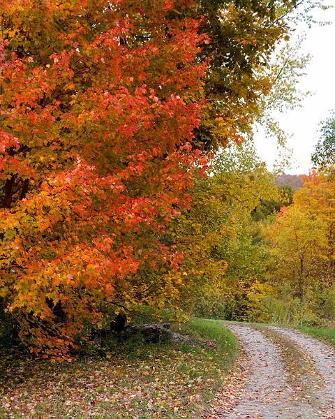 Browns_Trace_DSC04789_8x10.jpg - #0002_Alexander's lane off Browns Trace Road, Jericho, Vermont.