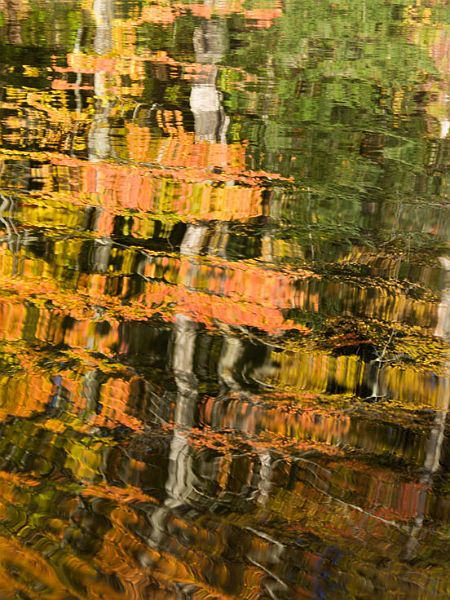 GreenRiver-4PICT4204-w.jpg - #0014_Reflections of white birches and fall on the Green River Reservoir, Morrisville, Vermont.