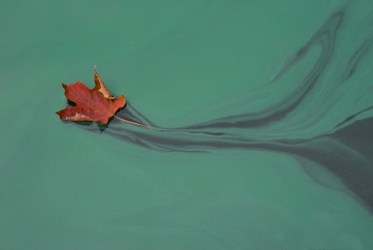 Leaf_DSC04741.jpg - #0177_Wind blown leaf on Shelburne Pond, Vermont