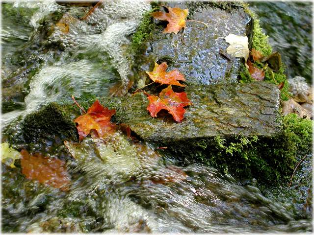 Leaves-water-bubbles-w.jpg - #0166_Bubbles in the creek on the Stowe side of Smuggler's Notch road, Stowe, Vermont.