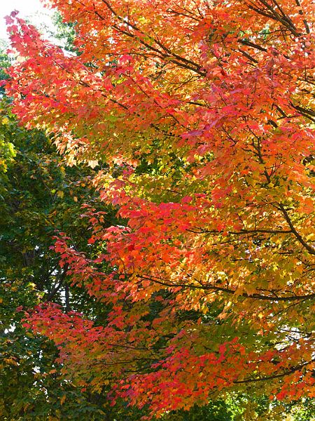RedTree-RichmondPICT4476-w.jpg - #0034_Red leaves on Maple Tree by Round Chruch, Richmond, Vermont.