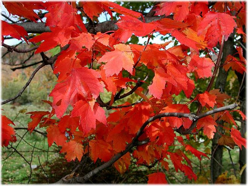 VT-Red Leaves-w.jpg - #0043_Red leaves on Cilly Hill Road, Underhill, Vermont.