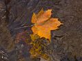 Floating-Leaf-PICT2567-w