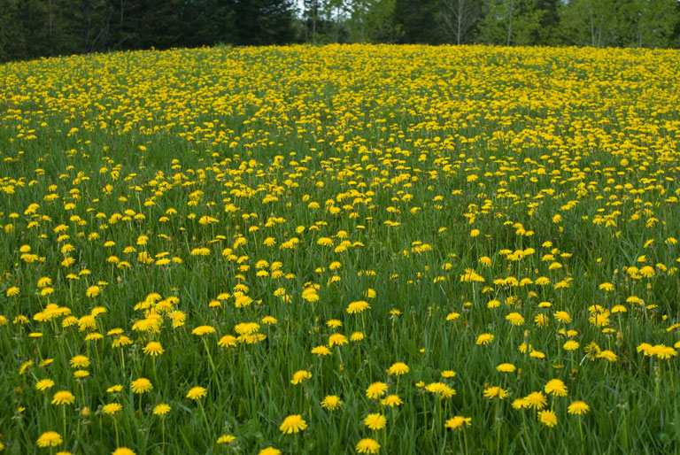 Dandelions_DSC08921.jpg - #0181_Dandelions covering the hills near Joe's Pond, Vermont
